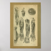 1850  anatomie Afdrukarmen Poster (Voorkant)