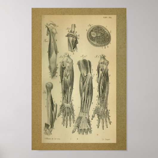 1850  anatomie Afdrukarmen Poster (Voorkant)
