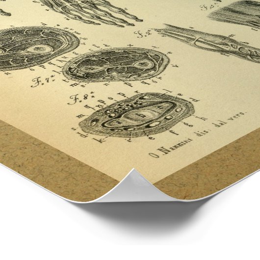 1850 anatomie Afdrukarmen Poster (Hoek)