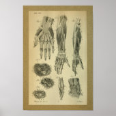 1850 anatomie Afdrukarmen Poster (Voorkant)