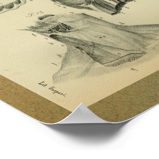 1850 anatomie Afdrukdiafragmspieren Poster (Hoek)