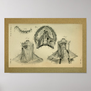 1850  anatomie Afdrukdiafragmspieren Poster