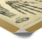 1850  anatomie Afdrukhanddrukken Humaan Bot Poster (Hoek)