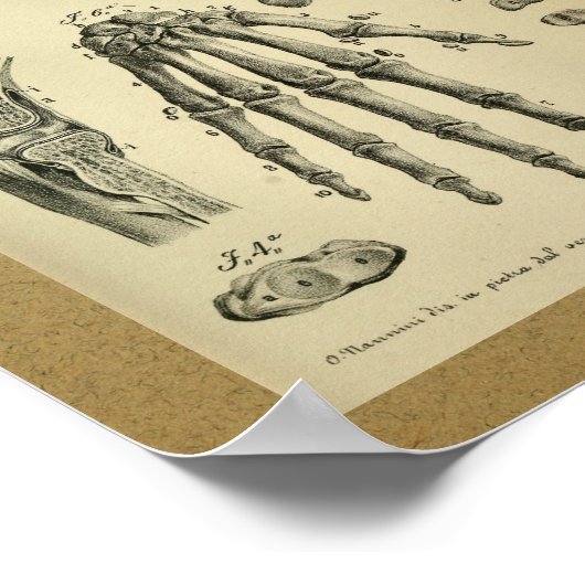 1850 anatomie Afdrukhanddrukken Humaan Bot Poster (Hoek)