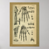 1850 anatomie Afdrukhanddrukken Humaan Bot Poster (Voorkant)