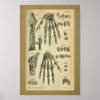 1850 anatomie Afdrukhanddrukken Humaan Bot