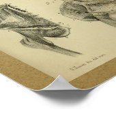 1850  anatomie Afdrukhandspieren Poster (Hoek)