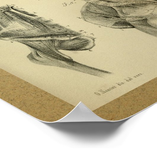 1850  anatomie Afdrukhandspieren Poster (Hoek)