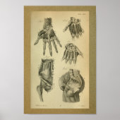 1850  anatomie Afdrukhandspieren Poster (Voorkant)