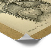 1850  anatomie Afdrukken Abdominale kaviteit Poster (Hoek)