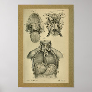 1850  anatomie Afdrukken Abdominale kaviteit Poster