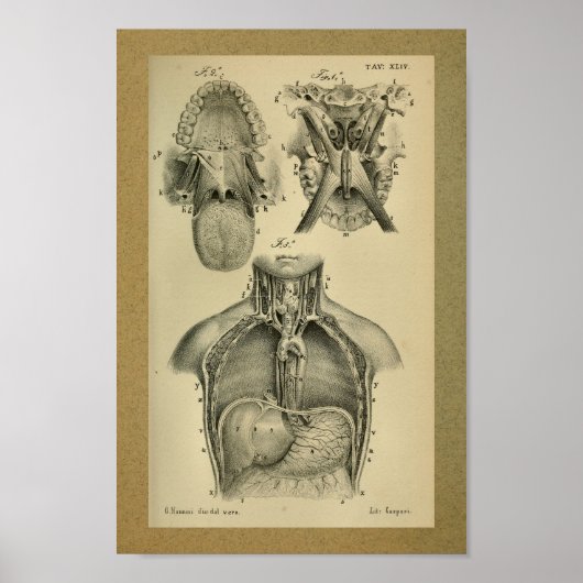 1850  anatomie Afdrukken Abdominale kaviteit Poster (Voorkant)