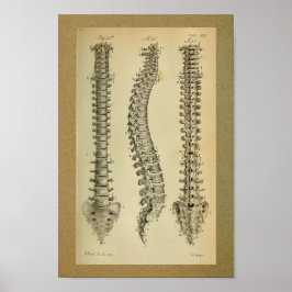1850 anatomie Afdrukken Humaan ruggengraat Poster