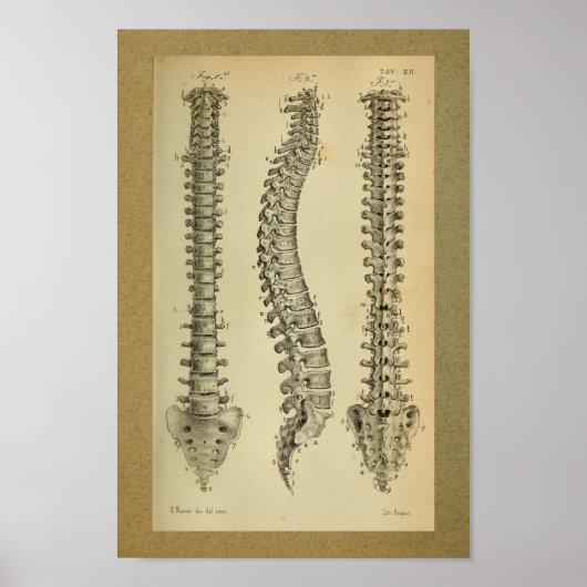 1850  anatomie Afdrukken Humaan ruggengraat Poster (Voorkant)