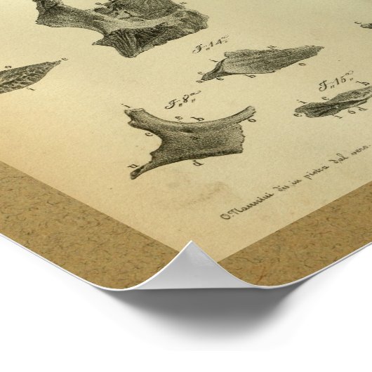 1850  anatomie Afdrukken Maxilla Poster (Hoek)