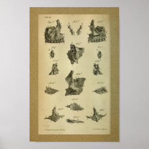 1850  anatomie Afdrukken Maxilla Poster