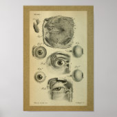 1850  anatomie Afdrukken Menselijk Oog Poster (Voorkant)