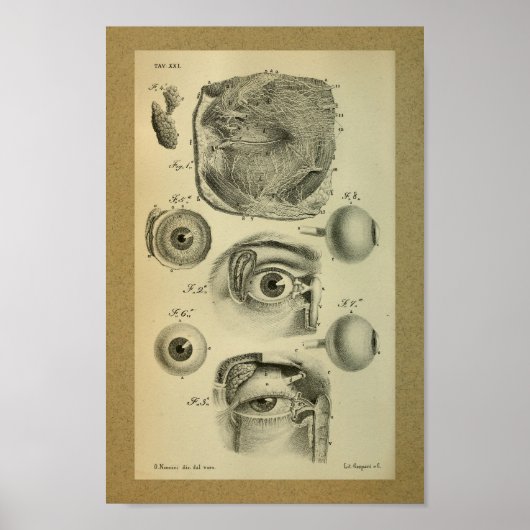 1850 anatomie Afdrukken Menselijk Oog Poster (Voorkant)