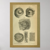 1850  anatomie Afdrukoogarteriën Poster (Voorkant)