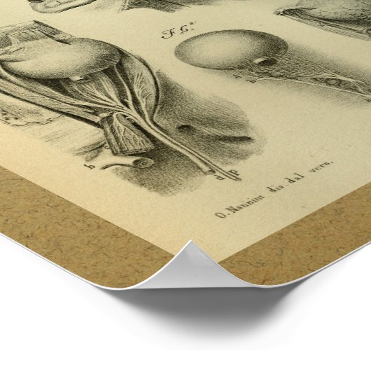 1850  anatomie Afdrukoogspieren Poster (Hoek)