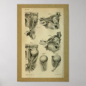 1850  anatomie Afdrukoogspieren Poster (Voorkant)