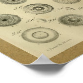 1850  anatomie Afdrukoogspieren Poster (Hoek)