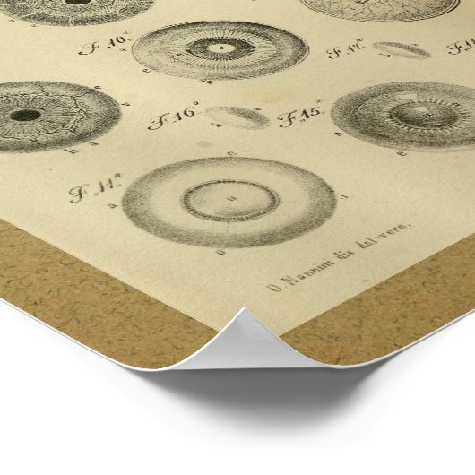 1850 anatomie Afdrukoogspieren Poster (Hoek)