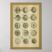 1850 anatomie Afdrukoogspieren Poster (Voorkant)