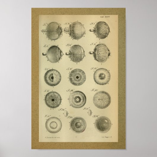 1850  anatomie Afdrukoogspieren Poster (Voorkant)