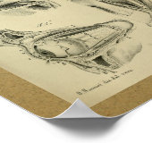 1850  anatomie Afdrukoogspieren Poster (Hoek)