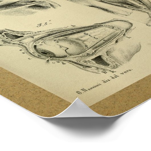 1850  anatomie Afdrukoogspieren Poster (Hoek)