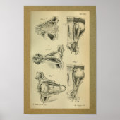1850  anatomie Afdrukoogspieren Poster (Voorkant)