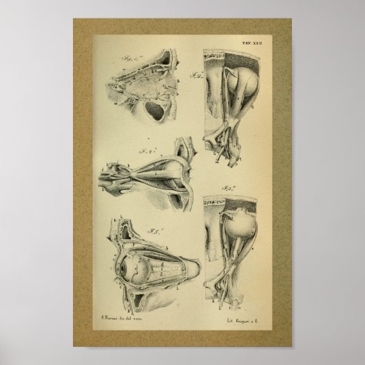 1850  anatomie Afdrukoogspieren Poster (Voorkant)