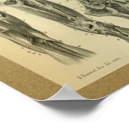 1850  anatomie Afdrukpoetspieren Poster (Hoek)