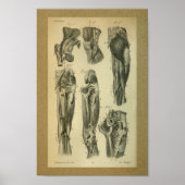 1850  anatomie Afdrukpoetspieren Poster (Voorkant)