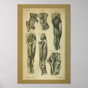 1850 anatomie Afdrukpoetspieren Poster