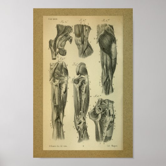 1850  anatomie Afdrukpoetspieren Poster (Voorkant)