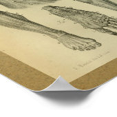 1850  anatomie Afdrukpoetspieren Poster (Hoek)