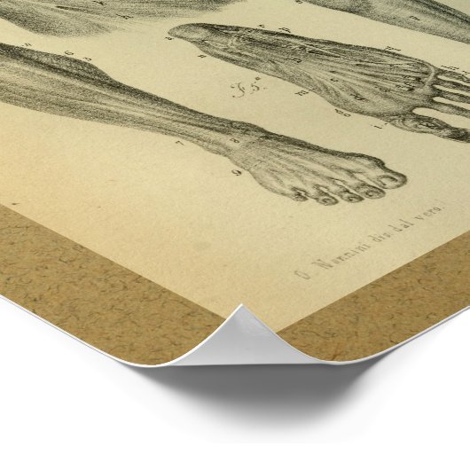 1850  anatomie Afdrukpoetspieren Poster (Hoek)