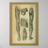 1850  anatomie Afdrukpoetspieren Poster (Voorkant)