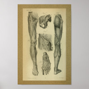 1850  anatomie Afdrukpoetspieren Poster