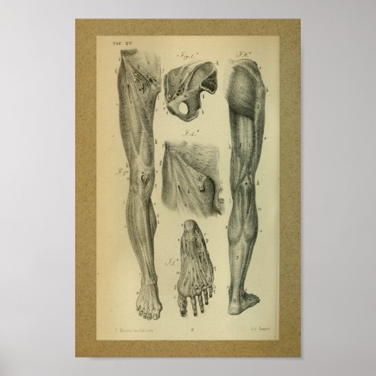1850  anatomie Afdrukpoetspieren Poster (Voorkant)
