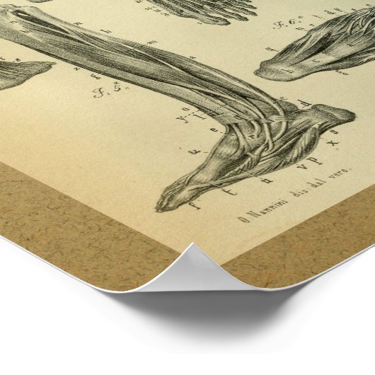 1850  anatomie Afdrukpoetspieren Poster (Hoek)