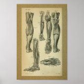 1850  anatomie Afdrukpoetspieren Poster (Voorkant)