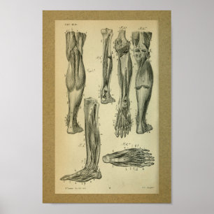 1850  anatomie Afdrukpoetspieren Poster