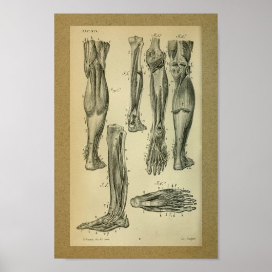 1850  anatomie Afdrukpoetspieren Poster (Voorkant)