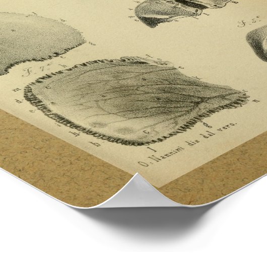 1850  anatomie Afdrukschedel Poster (Hoek)