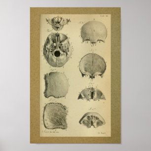 1850 anatomie Afdrukschedel Poster