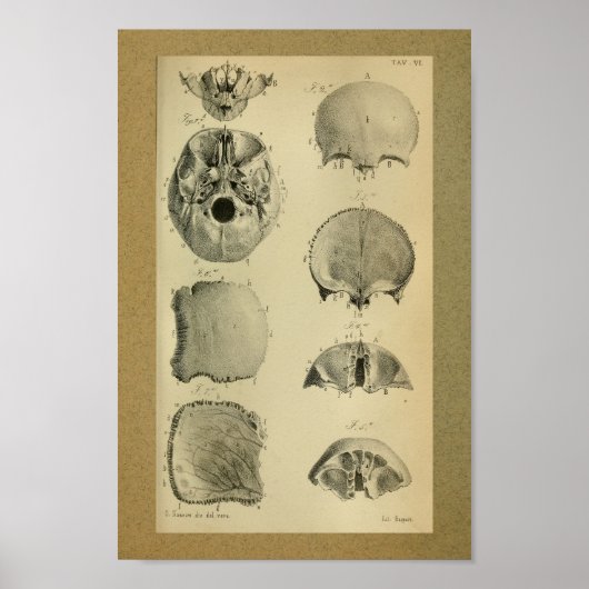 1850  anatomie Afdrukschedel Poster (Voorkant)