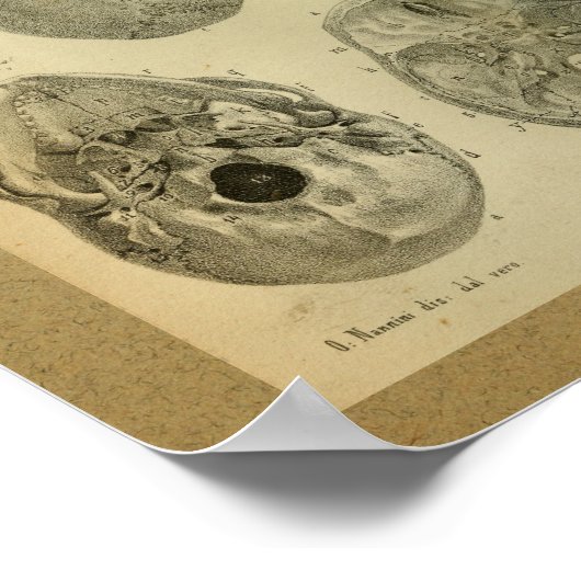 1850  anatomie Afdrukschedel Poster (Hoek)